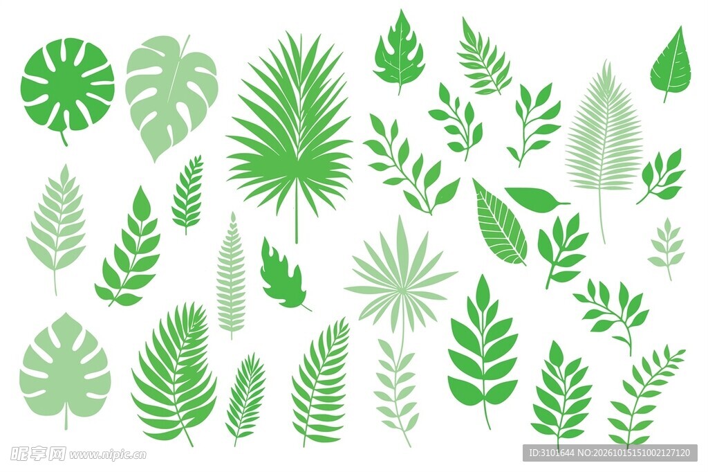 热带植物剪影
