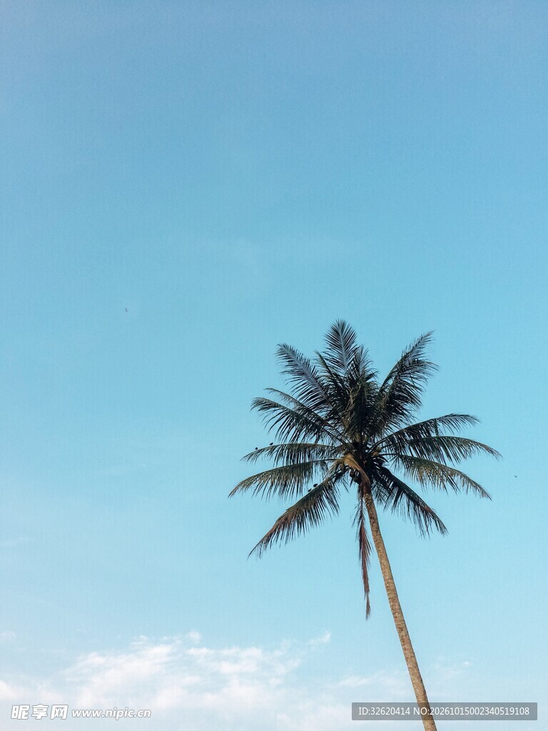晴空下的椰子树