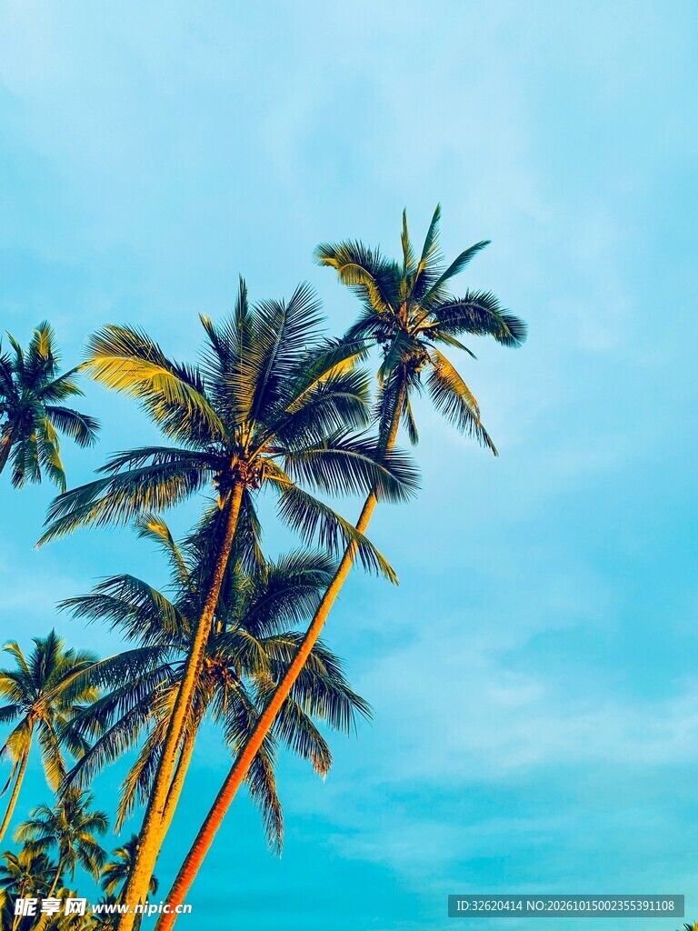 晴空下的椰树风光