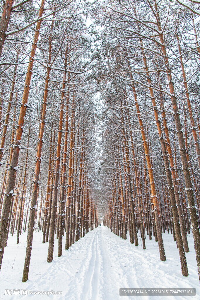 冬日雪林小径