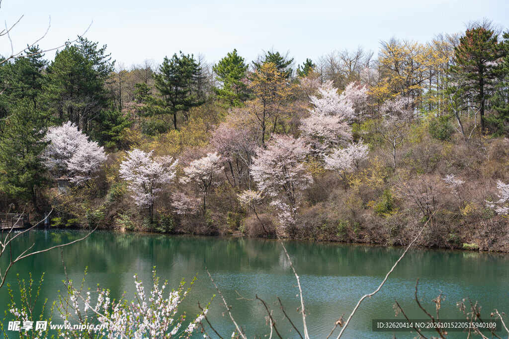 湖畔春日樱花盛景