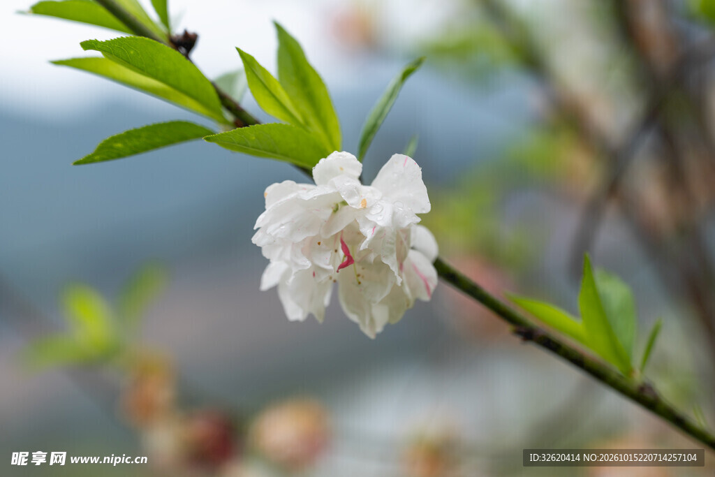 春日枝头白花绽放