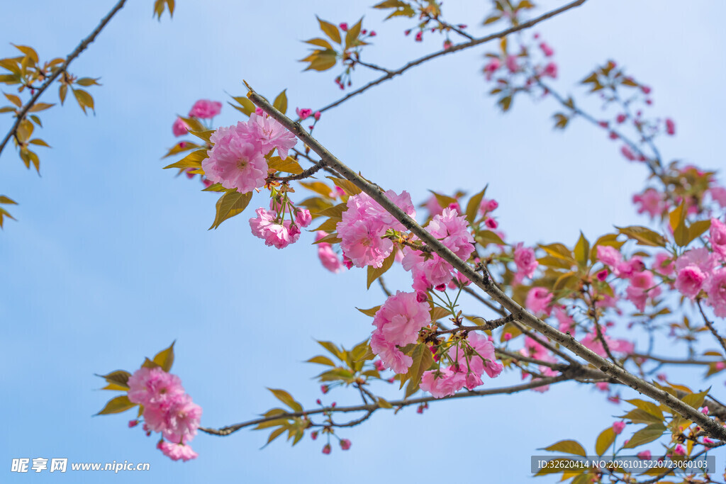 蓝天映衬下的粉色花枝