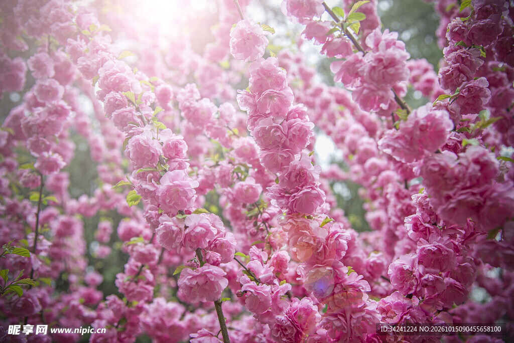 春日逆光梅花盛景