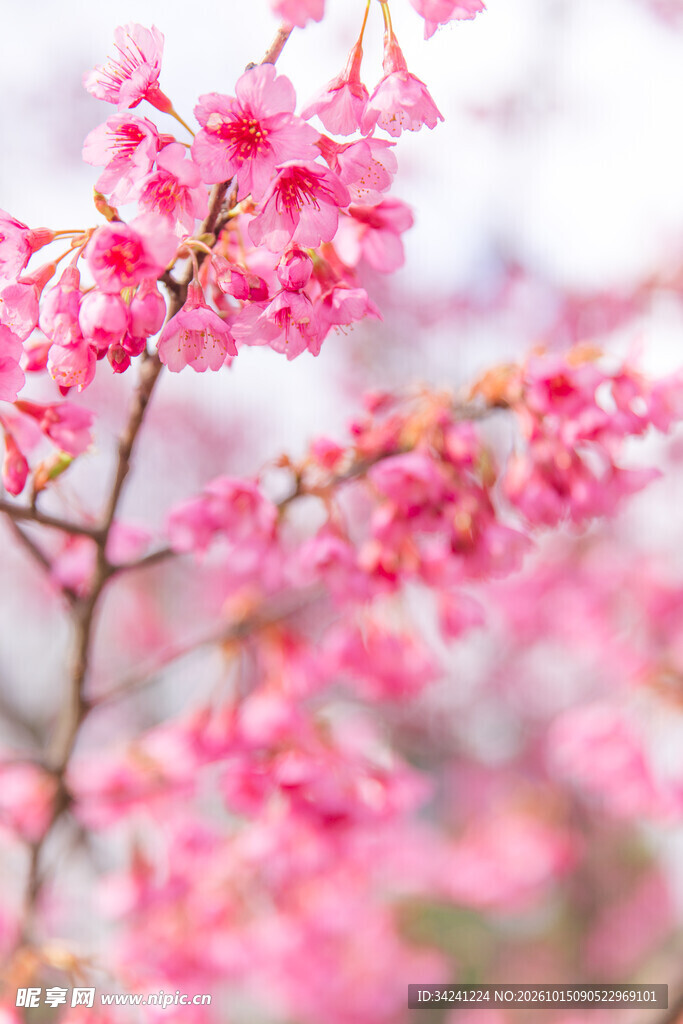 唯美虚化梅花花枝