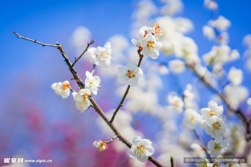 蓝天下的白梅花枝