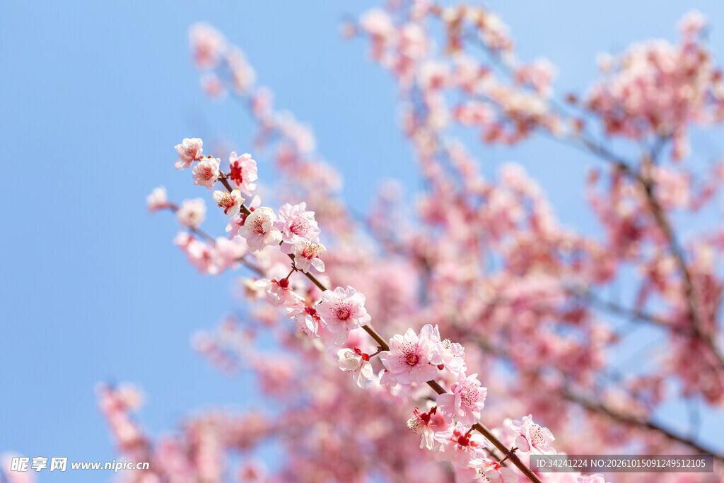 晴空下的梅花花枝