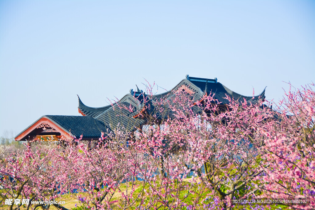 春日古建梅花风光