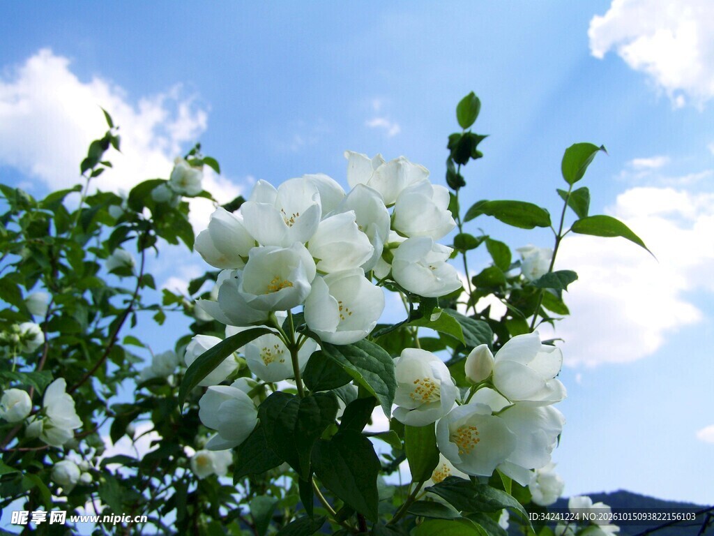 蓝天下盛放的茉莉花