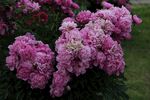 春日重瓣粉牡丹花