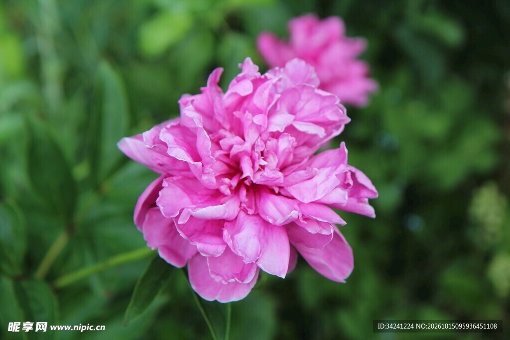 粉色重瓣木槿花