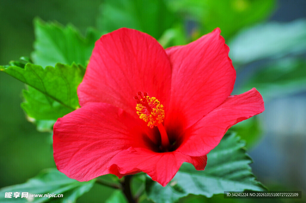 红色木槿花特写