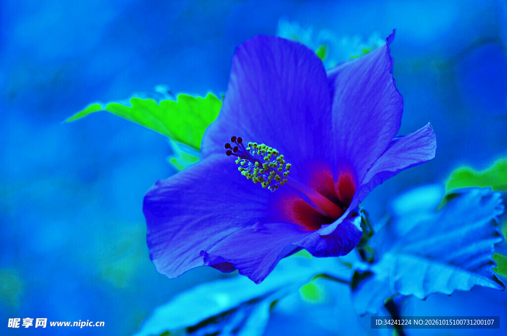 蓝调创意木槿花卉特写