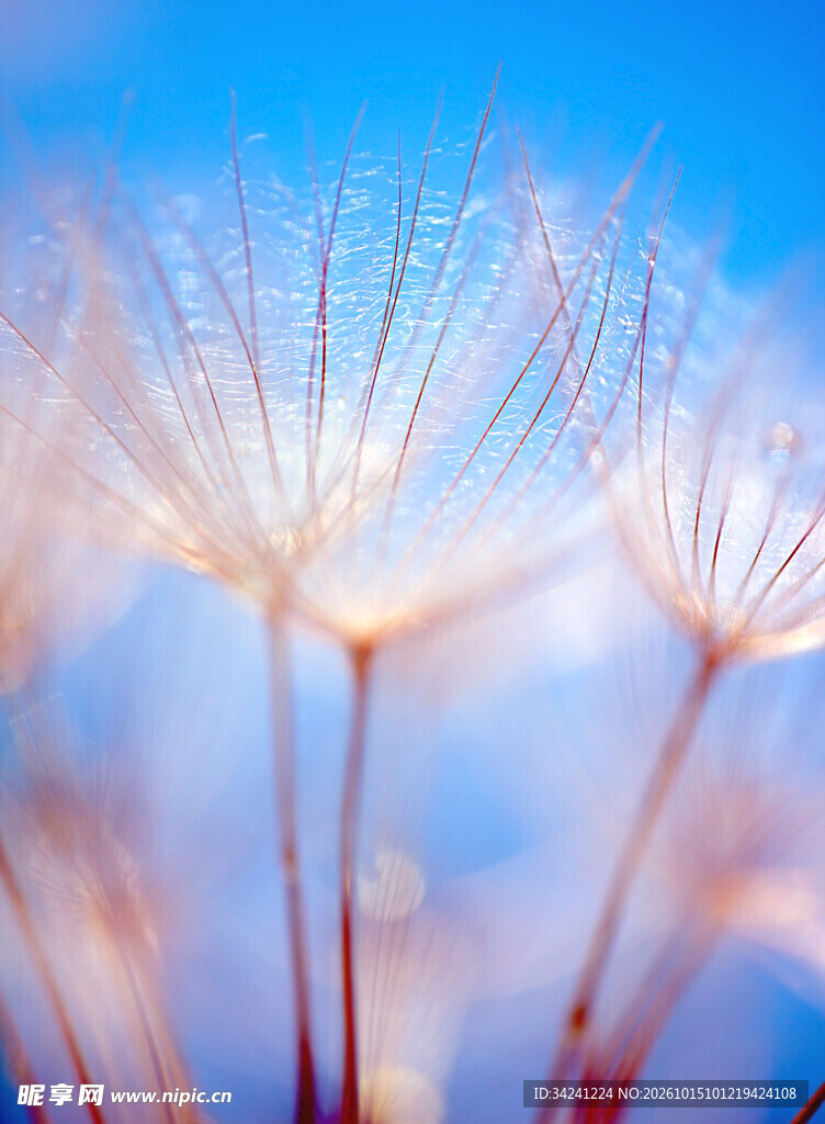 蓝天下柔焦蒲公英