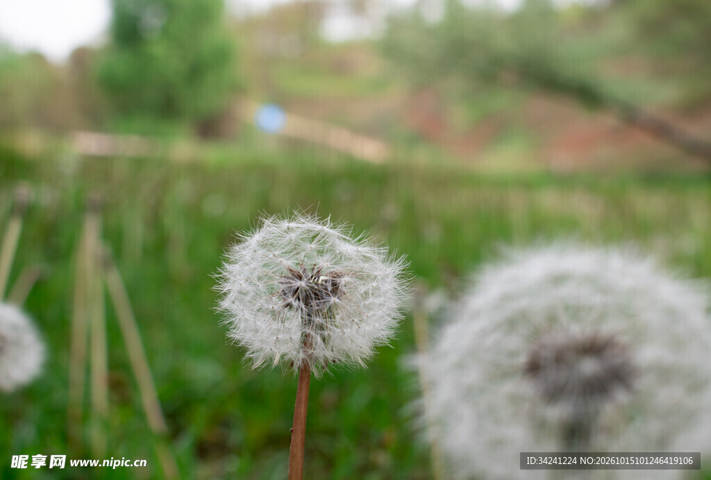 草地蒲公英特写