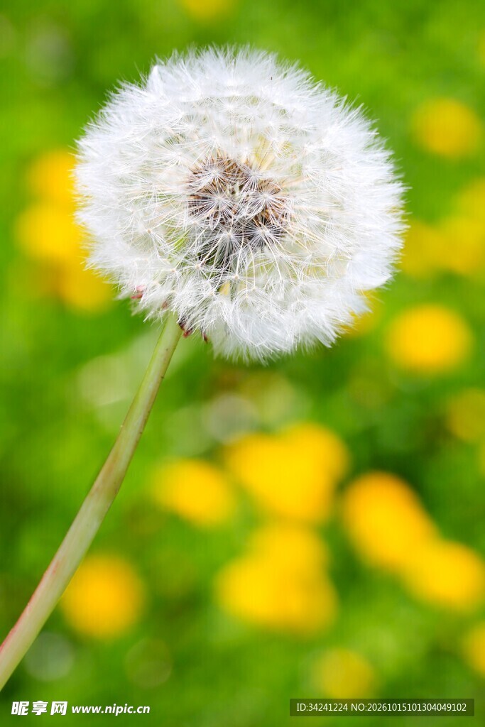 蒲公英白绒球特写