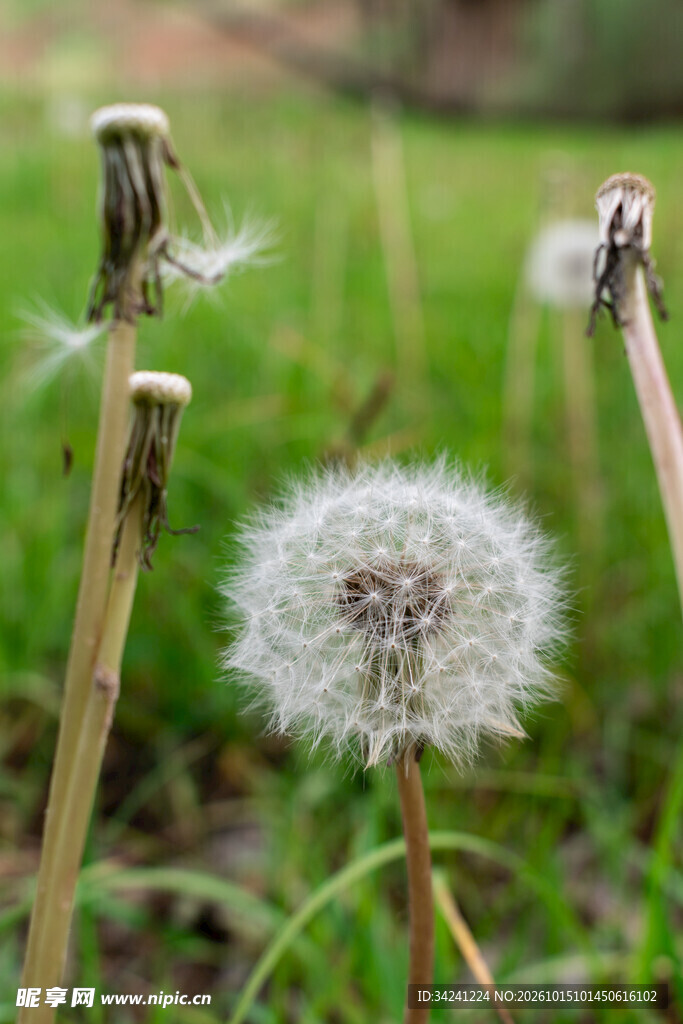 蒲公英绒球特写