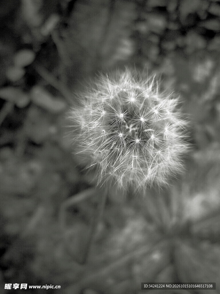 朦胧黑白蒲公英