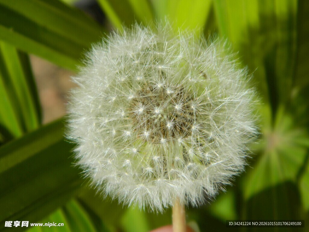 蒲公英绒球特写