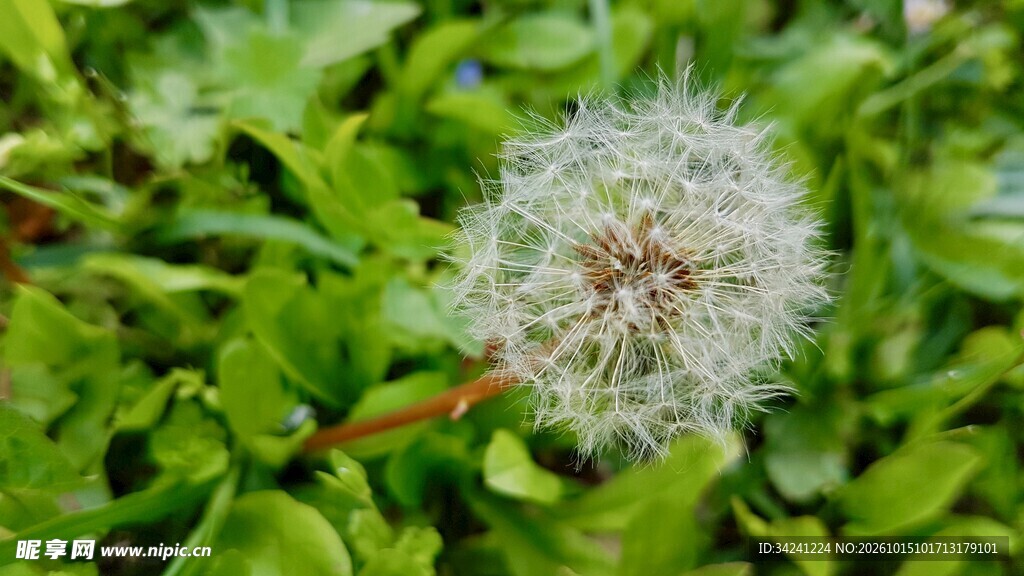 草丛中的蒲公英绒球