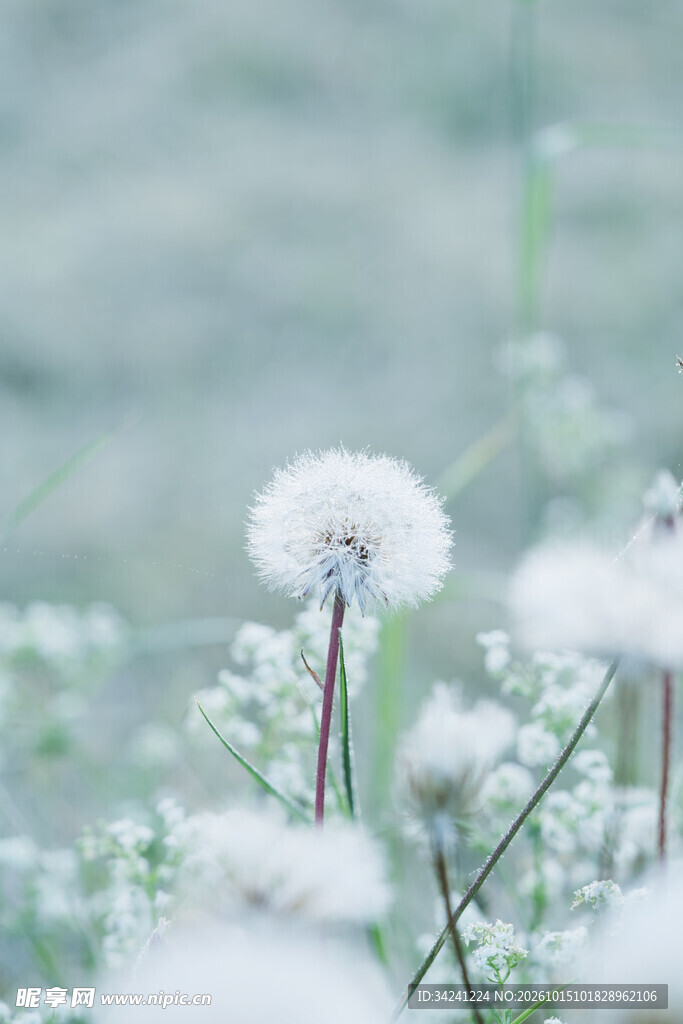 朦胧柔焦蒲公英