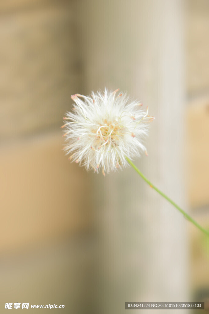 柔焦朦胧白色小花