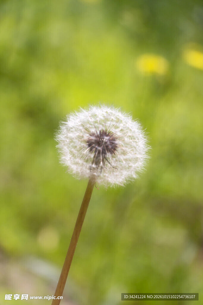 蒲公英绒球特写