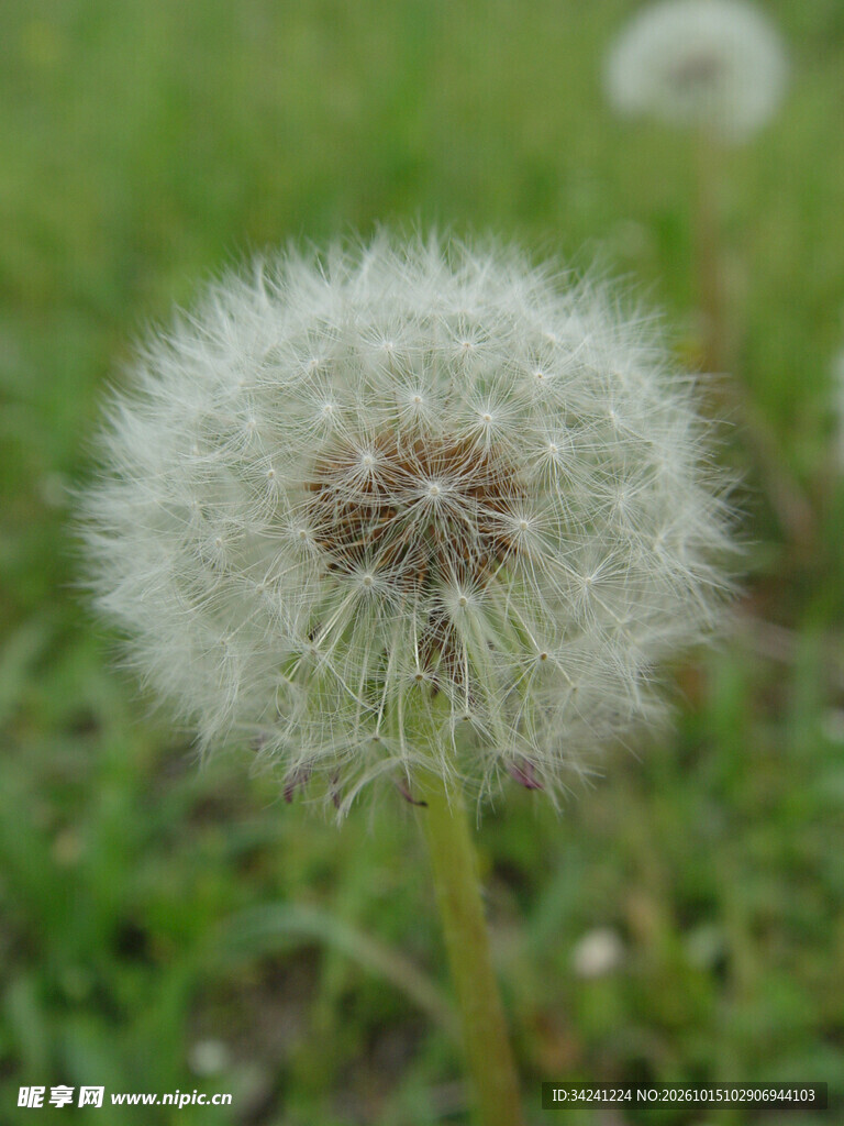 草地上的蒲公英