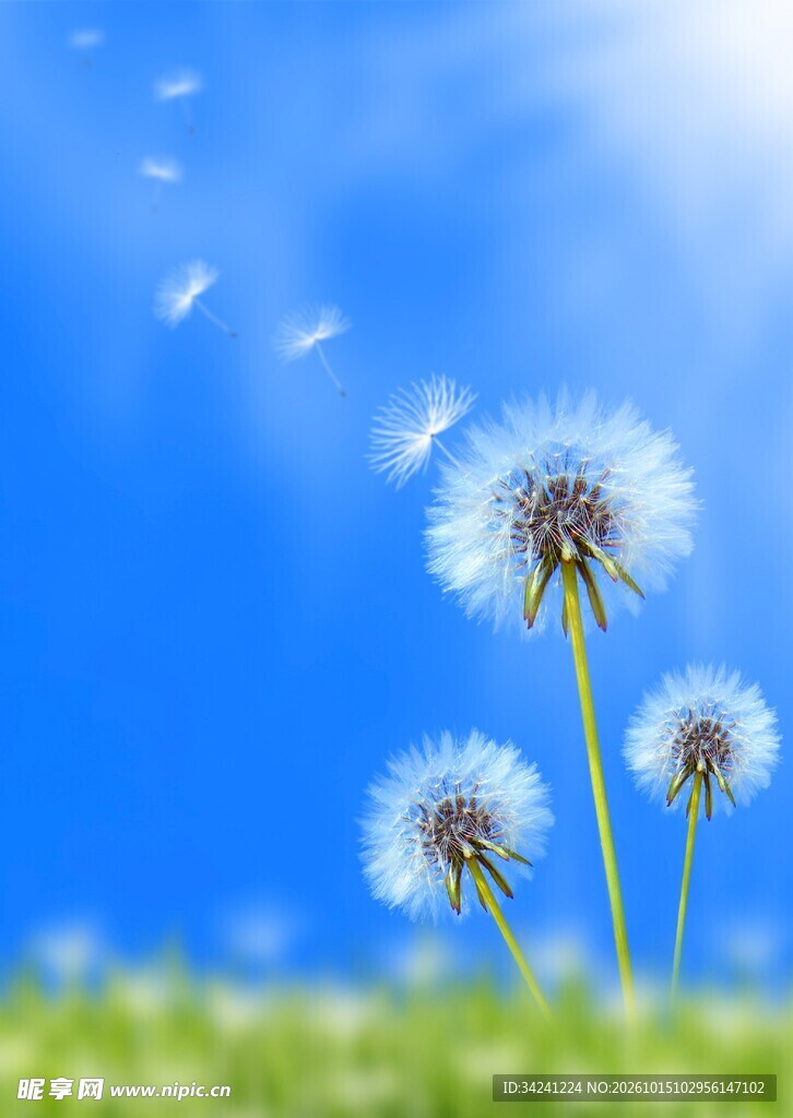 晴空下飘散的蒲公英