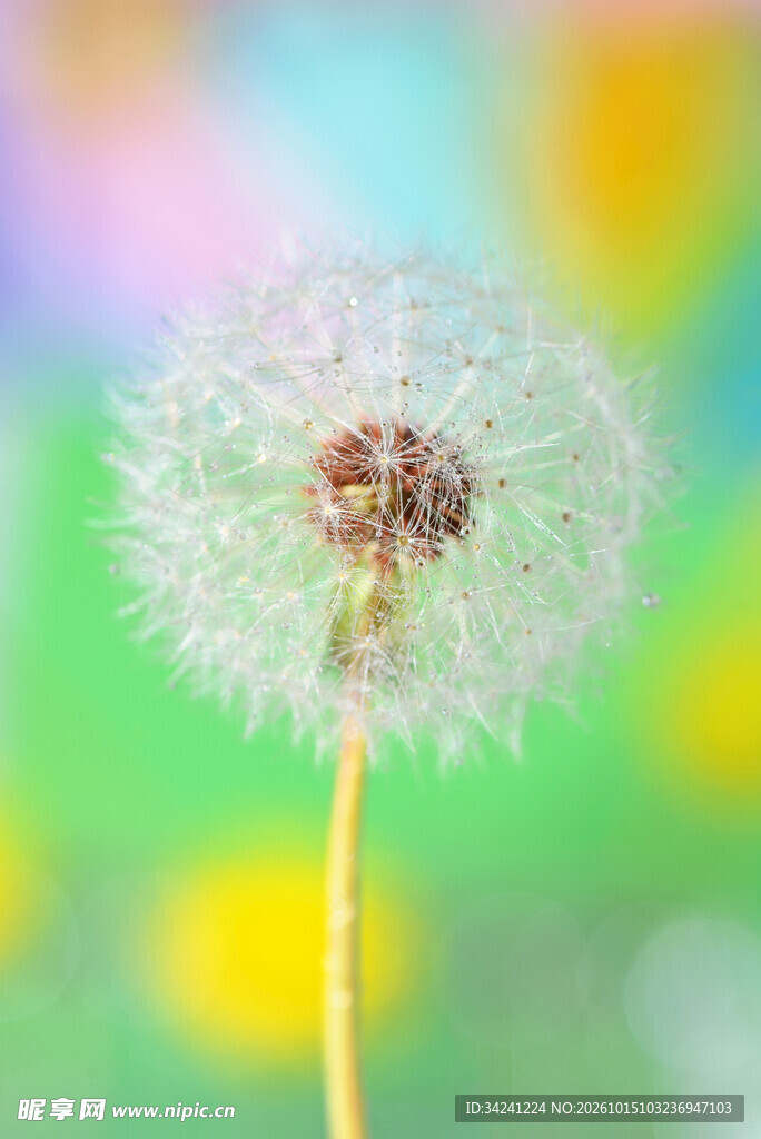 梦幻蒲公英特写