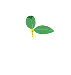 桂花枝免扣元素
