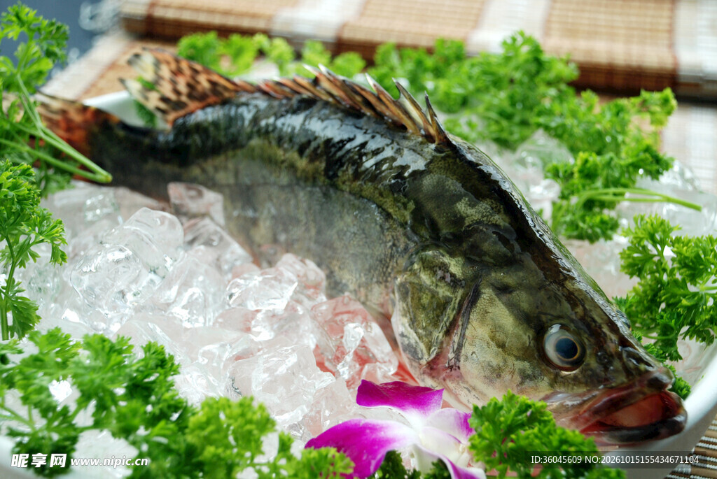 冰鲜鲈鱼生鲜食材
