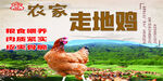 农家走地鸡宣传海报