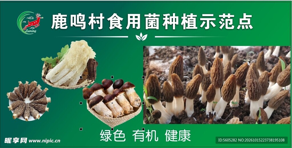 食用菌种植示范点