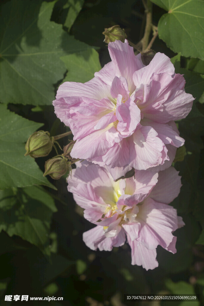 粉紫木芙蓉花卉特写