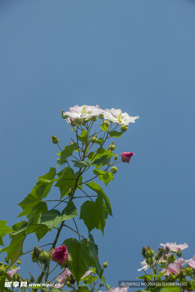 秋日绽放的粉色木芙蓉花