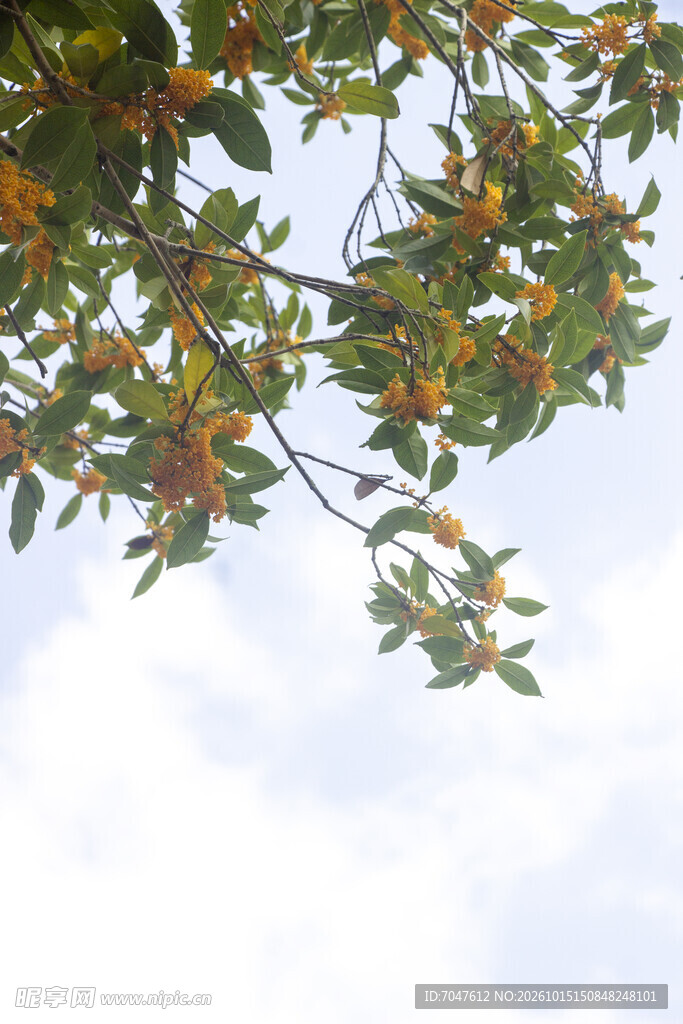 晴空下的桂花枝