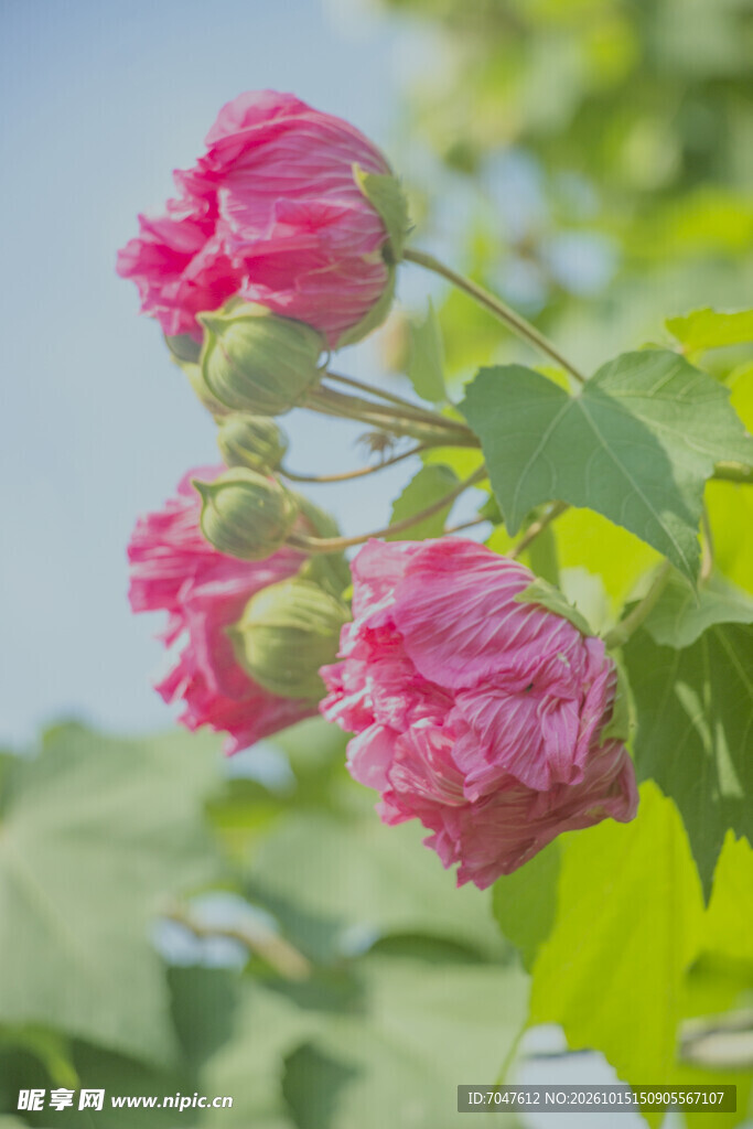 秋日绽放的粉色木芙蓉花