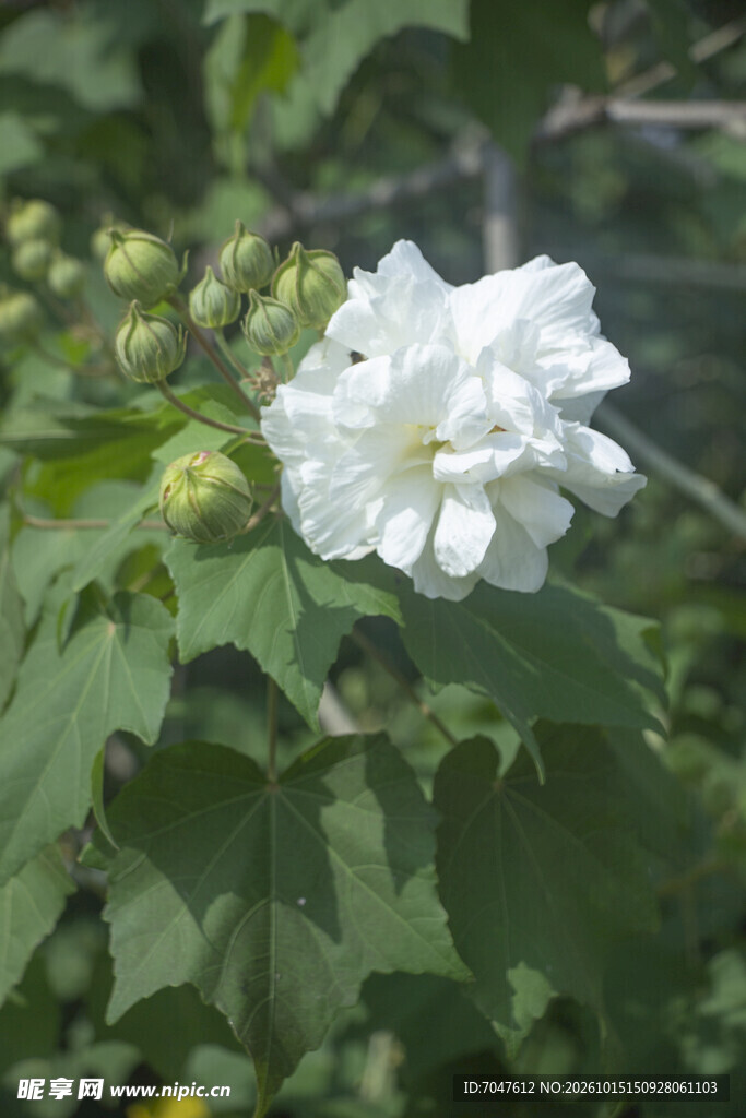 秋日绽放的粉色木芙蓉花