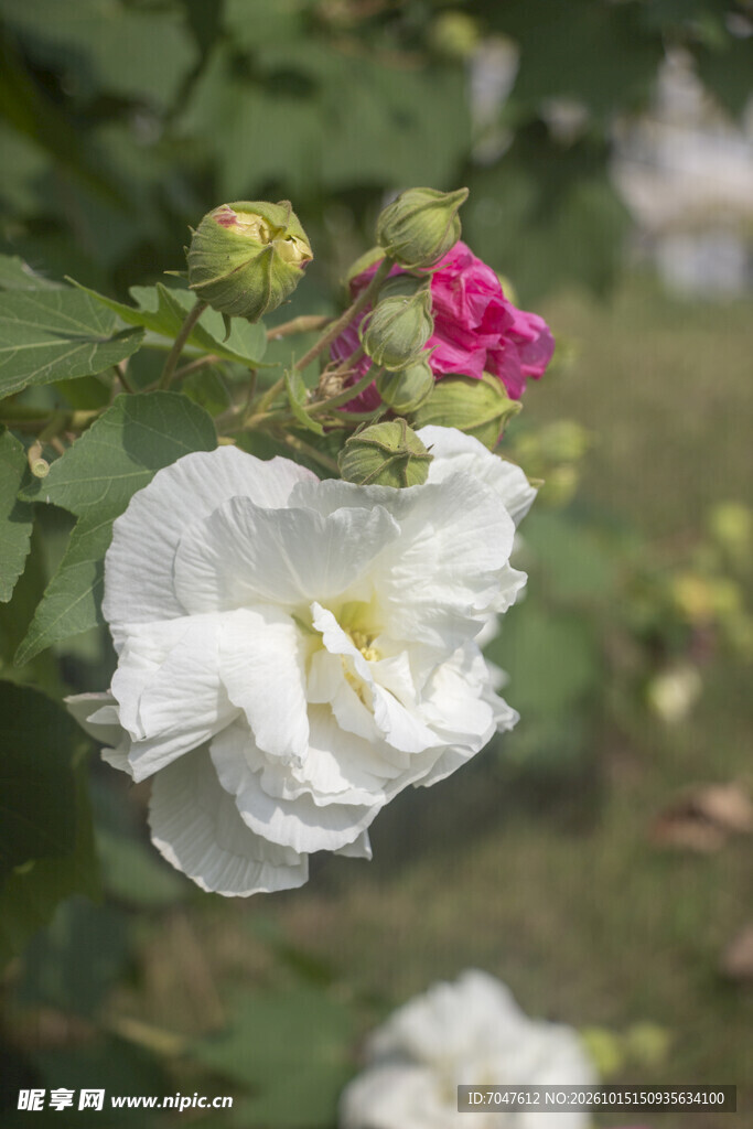 清新白色木芙蓉花朵特写