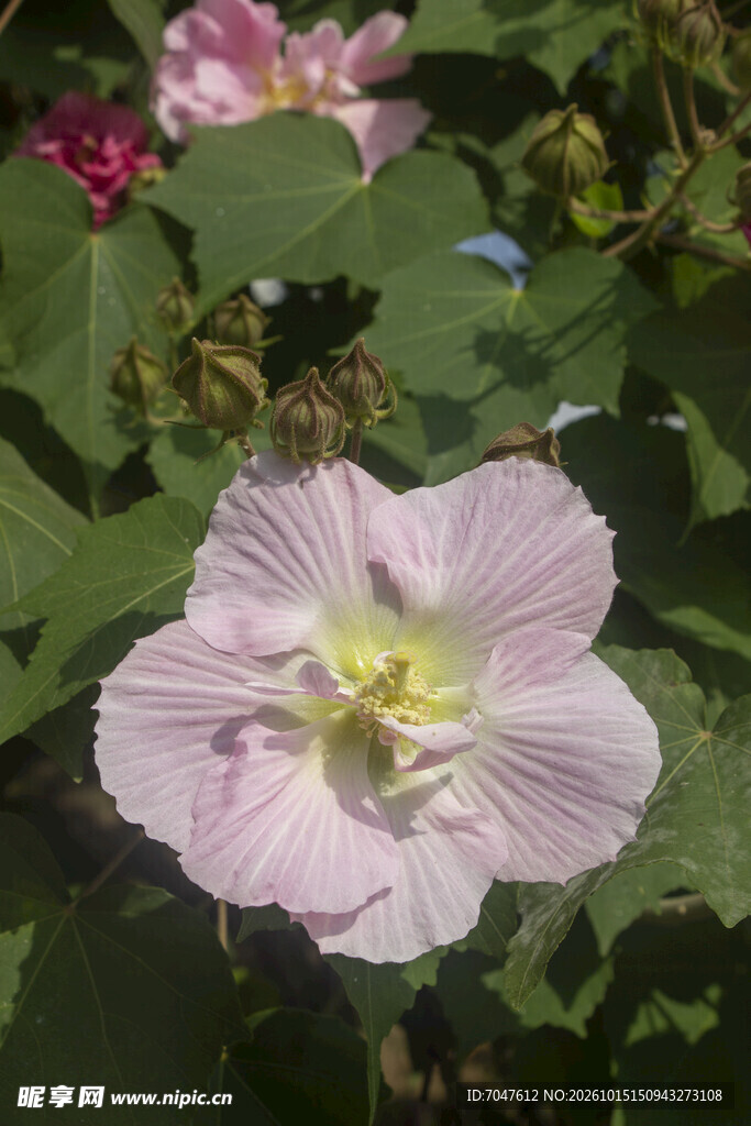 淡粉木芙蓉花特写