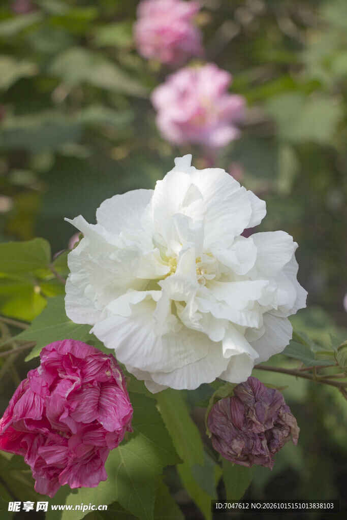 白色木芙蓉花特写