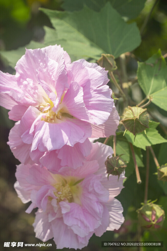 阳光下粉色芙蓉花