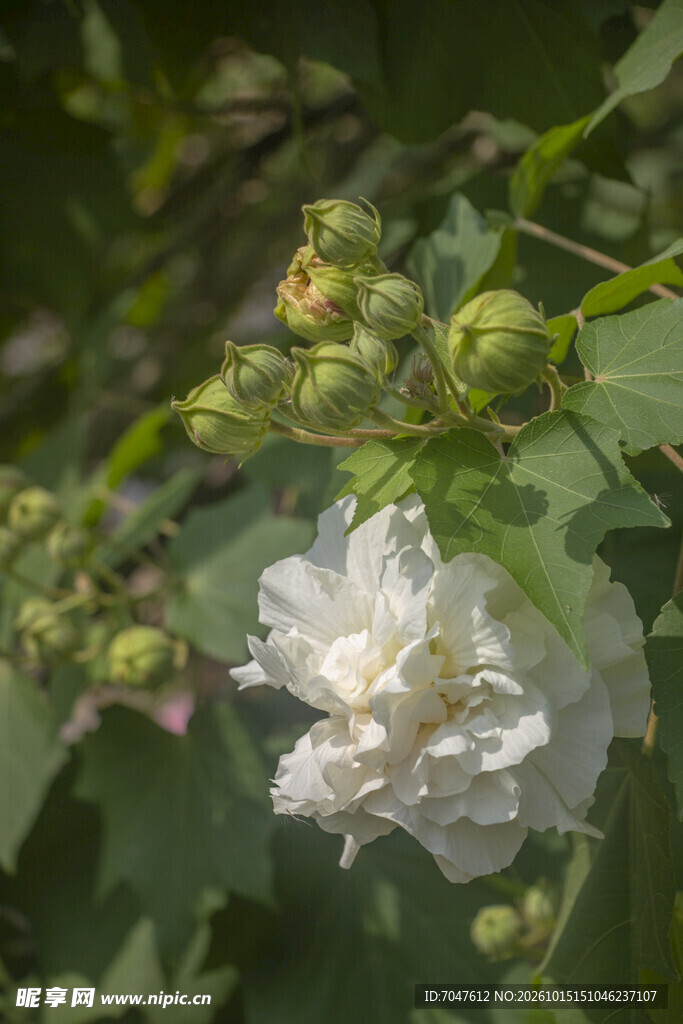 白色木芙蓉花特写