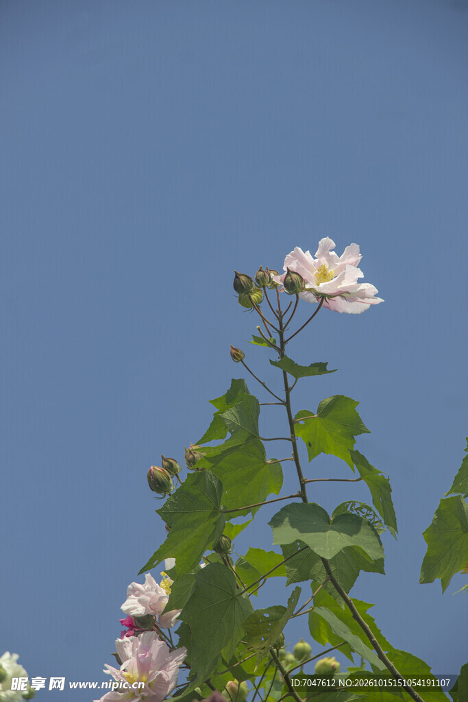 蓝天映衬下的粉花