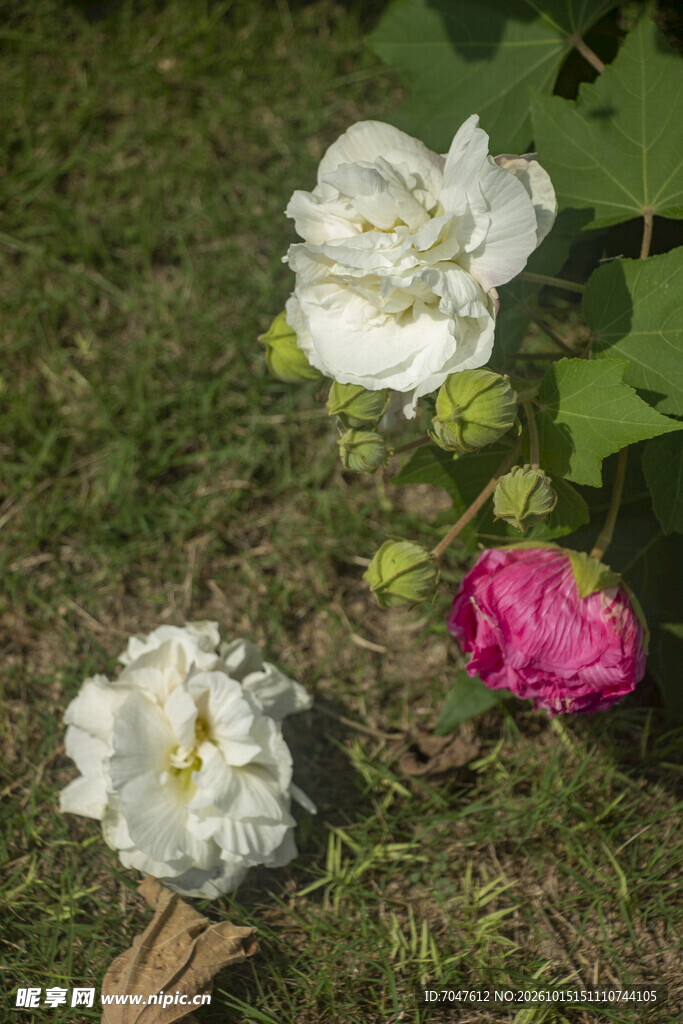 木芙蓉花卉特写