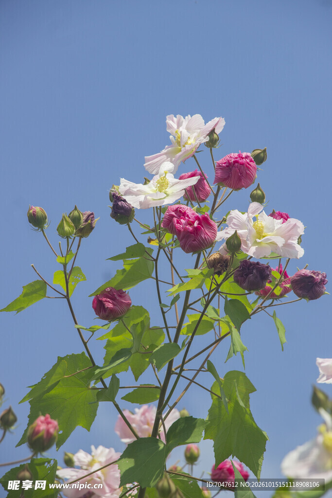 晴空下盛放的木芙蓉花簇