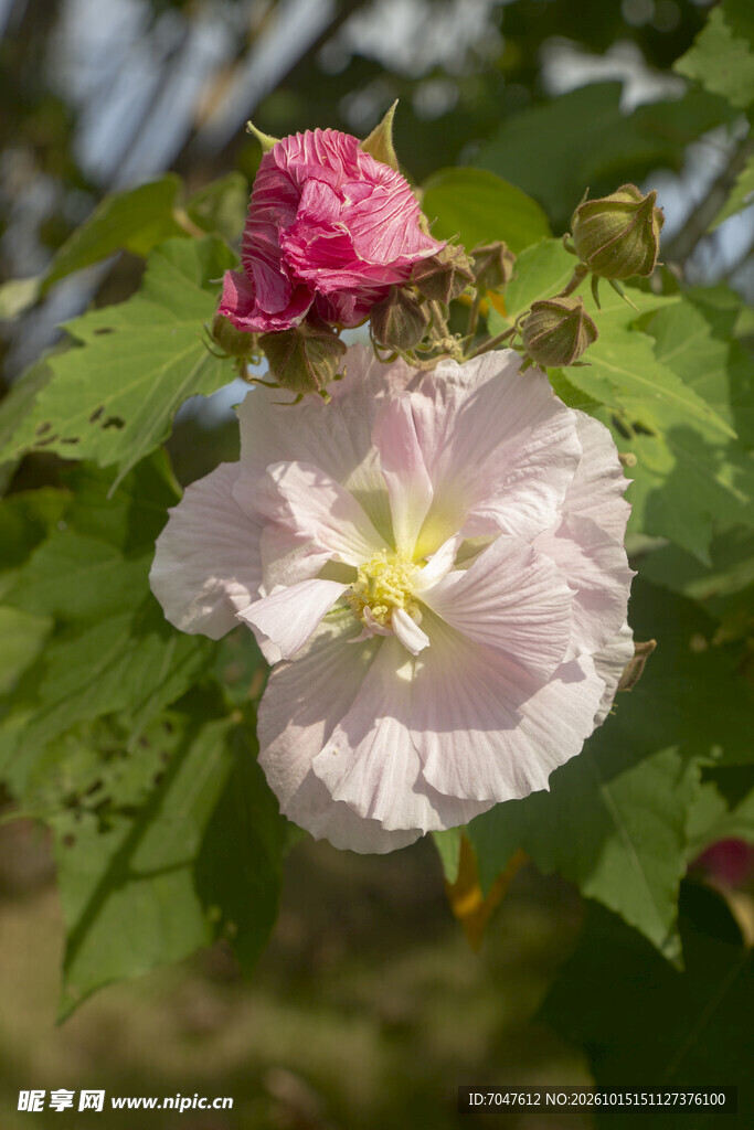 木芙蓉花特写