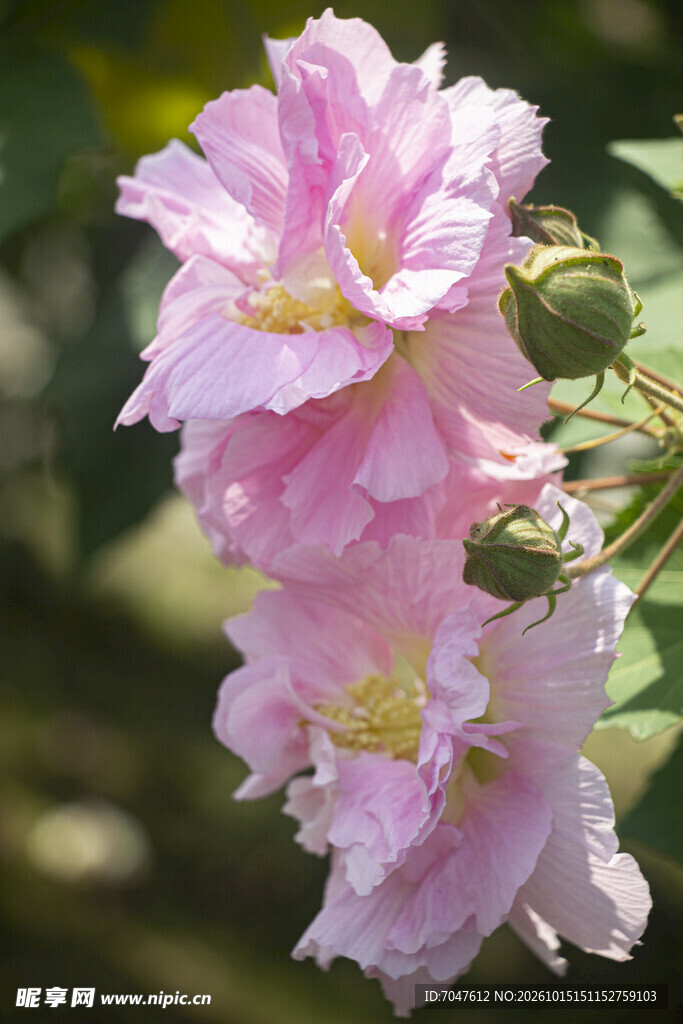 秋日绽放的粉色木芙蓉花