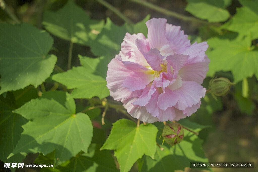 淡粉芙蓉花特写
